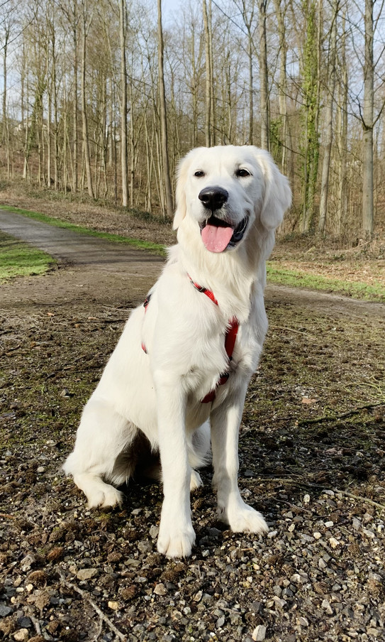An upright sitting dog.